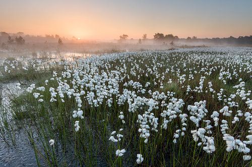 Guirlande de mousse de tourbe