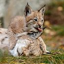 Jonge lynx likt moeder van Menno Schaefer thumbnail