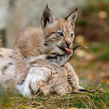 Junger Luchs leckt Mutter