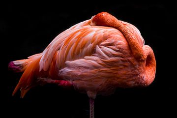 flamingo van nilix fotografie