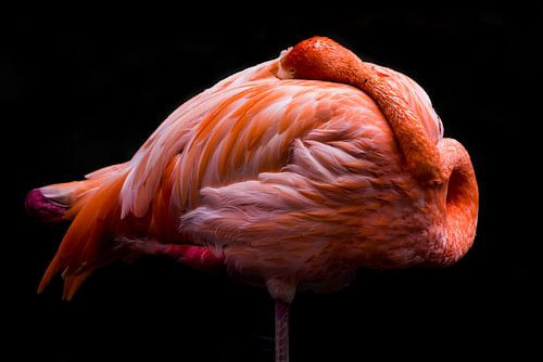 flamingo