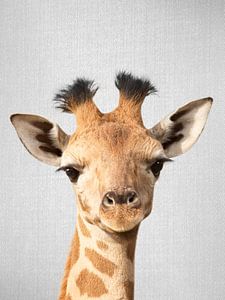 Baby Giraffe