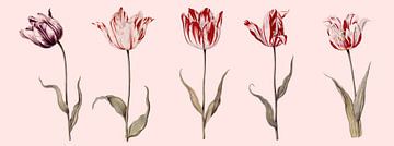 Tulpencollage aus der Kollektion Six