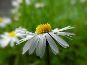 Gänseblümchen