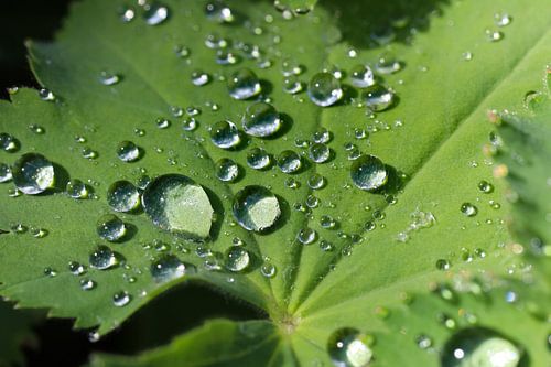 raindrops on leaves