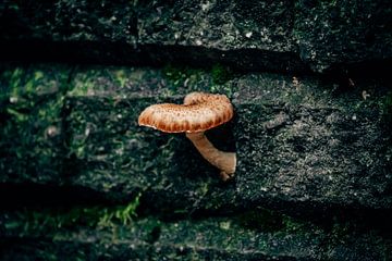 Pilz an der Wand von Auke Hamers