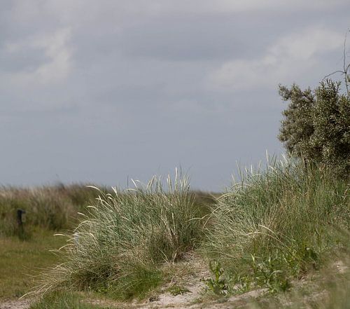 Een kijk op de duinen van Schiermonnikoog .