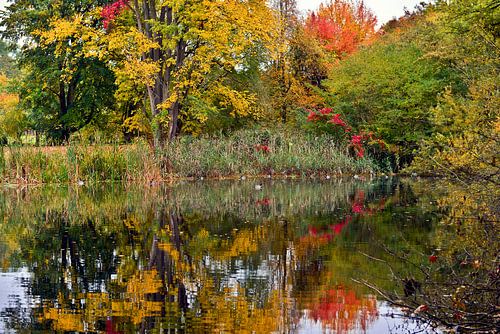 Kleurrijke, herfstige weerspiegeling op de bosvijver