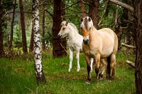Unerwarteter Besuch