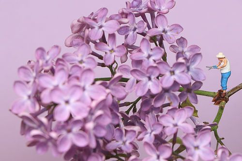 Hortensia sur Remko Killaars