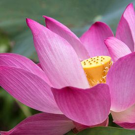 Lotus flower in the Mekong Delta (Vietnam) by Heidi Bol