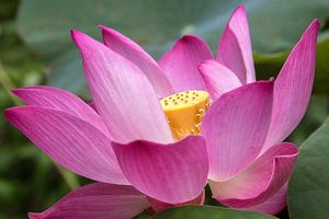 Lotus flower in the Mekong Delta (Vietnam) by Heidi Bol