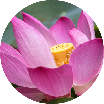 Lotusbloem in de Mekong Delta (Vietnam)