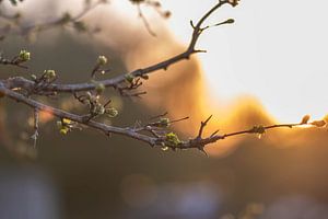 neue Blätter im Sonnenlicht