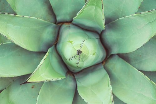 Zo groen als een Agave