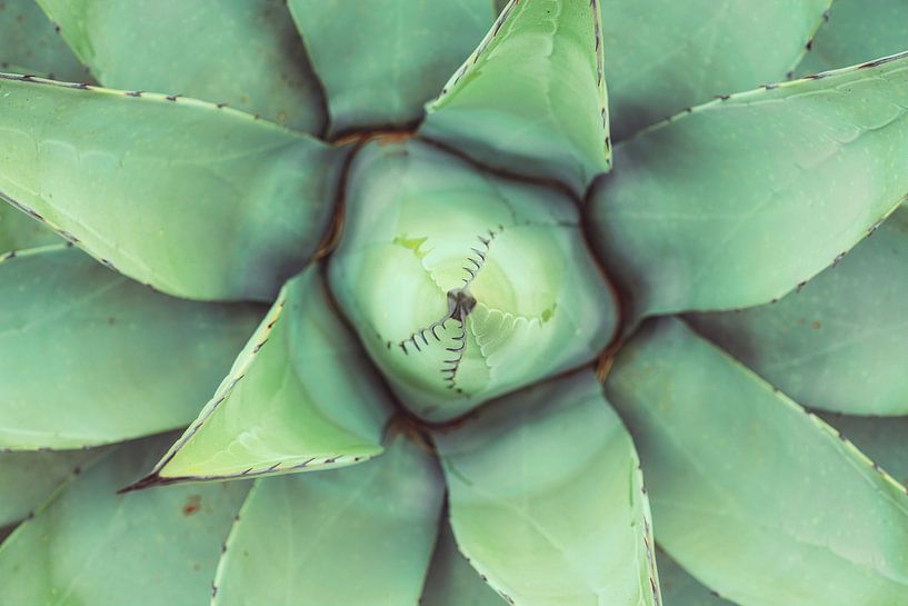 Grün wie eine Agave von Loris Photography