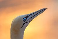 Gannet at sunset on Helgoland