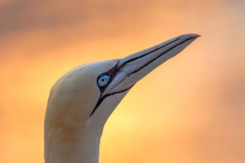 Jan-van-Gent bij ondergaande zon op Helgoland