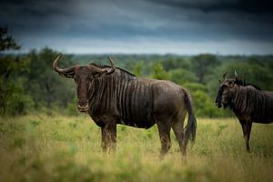 Wildebeest in Zuid-Afrika van Paula Romein