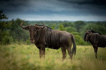 Wildebeest in Zuid-Afrika