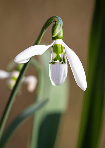 Großes Schneeglöckchen