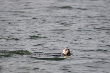 Zeehond in Nationaal Park Oosterschelde van Petra Slingenberg
