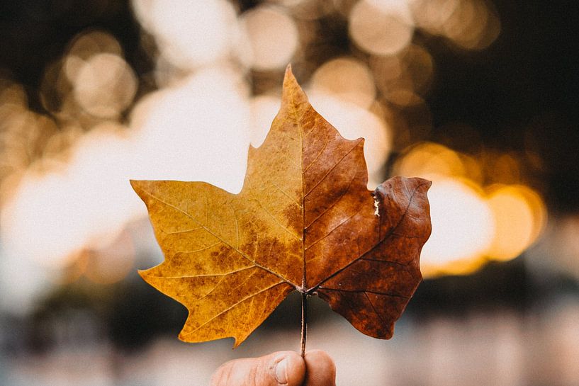 Autumn Vibes by Hello Pompoyo