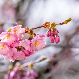 Fleurs roses d'un cerisier ornemental sur ManfredFotos