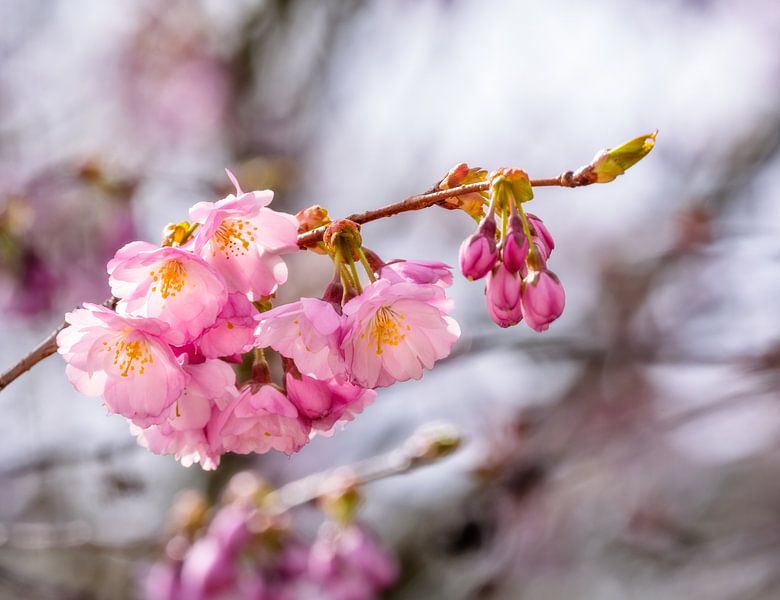 Pink blossoms of an ornamental cherry by ManfredFotos