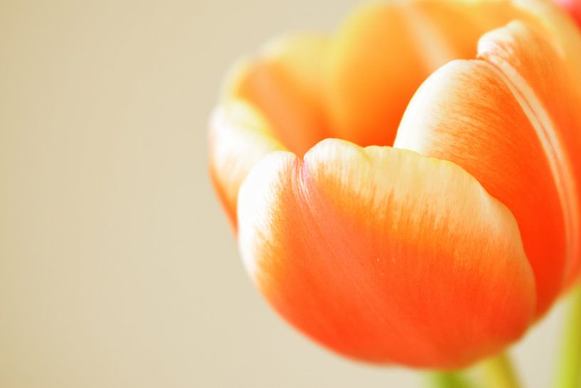 Orange tulip by Manon Sloetjes