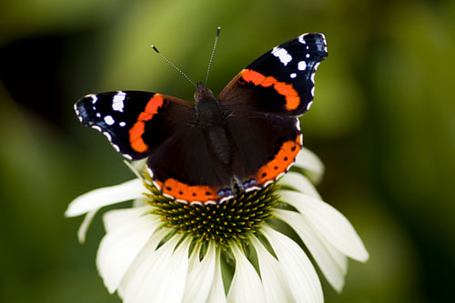 Schmetterling auf der Spitze