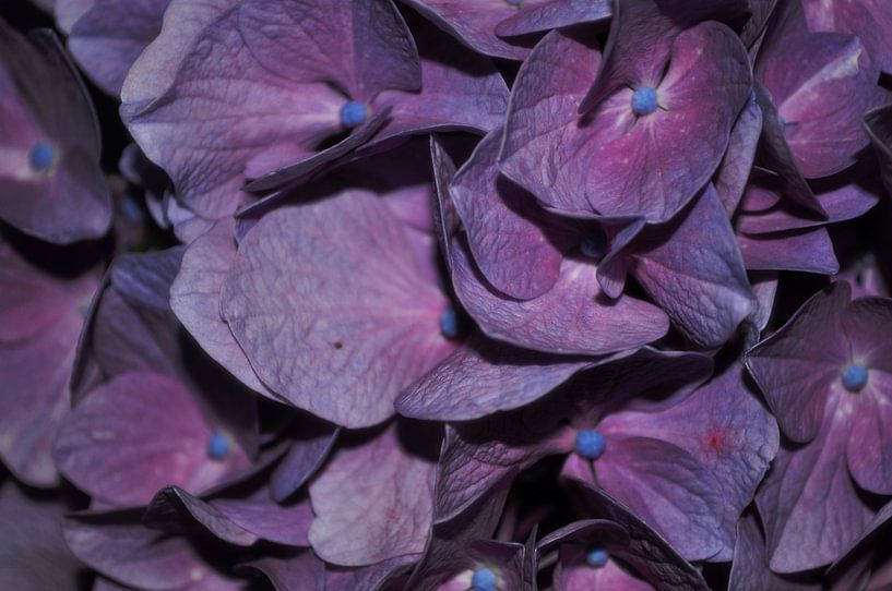 Purple-blue Hydrangea by sofie van den Nouland