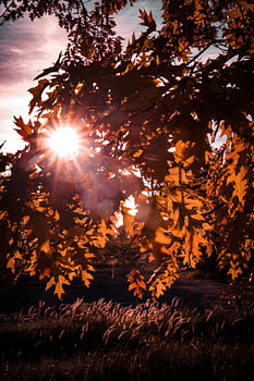 Herbst