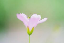 Baby Grasshopper by Francis van der Wolf