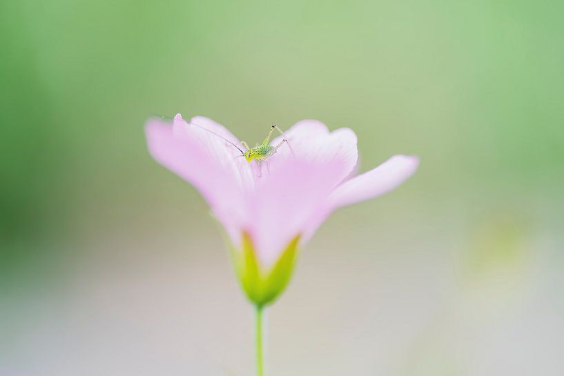 Baby Grasshopper by Francis van der Wolf