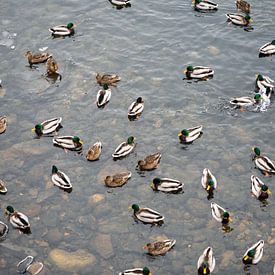Ducks in water by Jeroen Götz