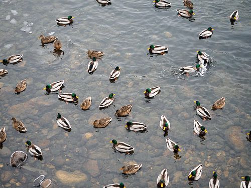 Eenden in het water