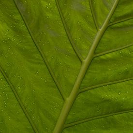 Green leaf by Katrin Engl