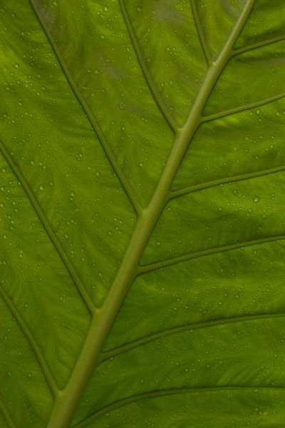 Green leaf by Katrin Engl