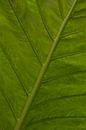 Green leaf by Katrin Engl thumbnail