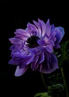 Anemone