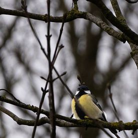 Mésange charbonnière sur Deborah Theodorou