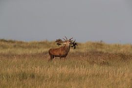 Hirsch bei der Brunft im Nationalpark Vorpommersche Boddenlandschaft von Frank Fichtmüller