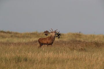 Deer at the rut in the National Park Vorpommersche Boddenlandschaft by Frank Fichtmüller