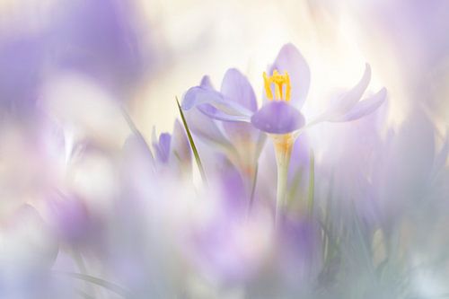 Crocuses in magical light (2)