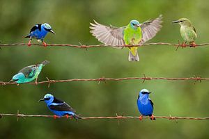 Six Red-legged Honeycreepers sitting on barbed wire von AGAMI Photo Agency