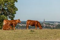 Grazende runderen in Zuid-Limburg van John Kreukniet thumbnail