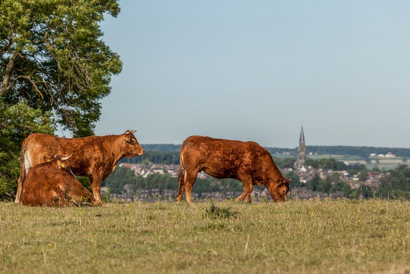 Grazende runderen in Zuid-Limburg van John Kreukniet