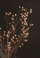 Droogbloemen