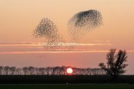 Starling swarms against setting sun by Michelle Peeters thumbnail